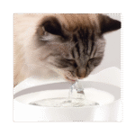 BEBEDERO FUENTE ACERO INOX PIXI - CATIT - Imagen 3