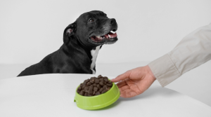 Josera: Nutrición de calidad para tu mascota