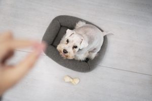 Guía para elegir la cama perfecta para tu perro