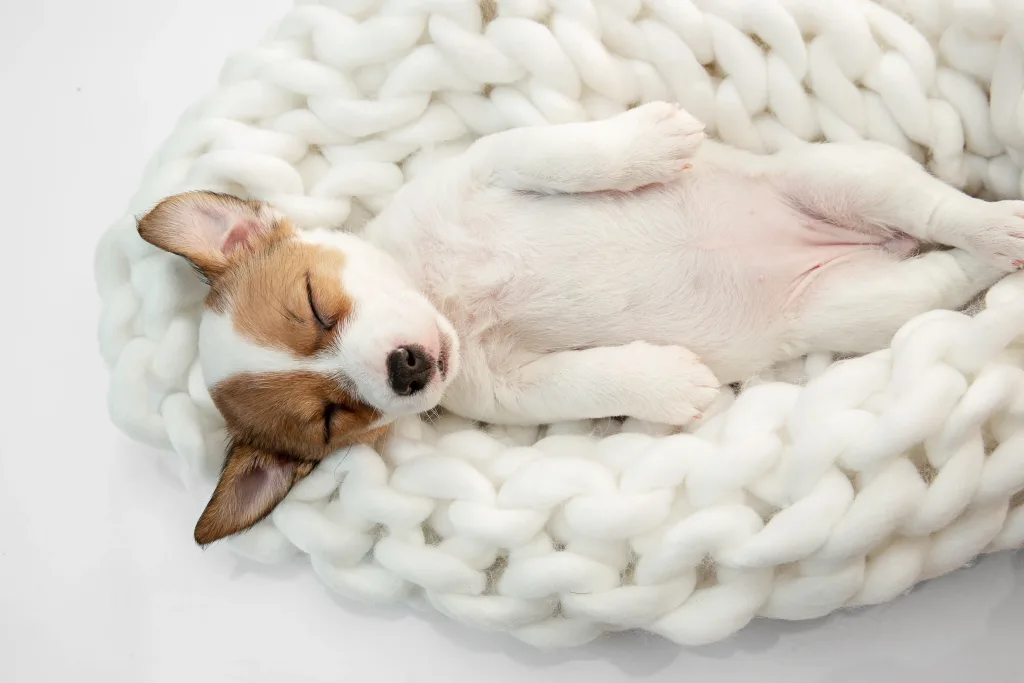 Cama para perros