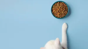Guía completa para elegir la mejor comida para gatos