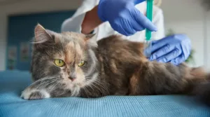 Todo sobre los desparasitantes para gatos