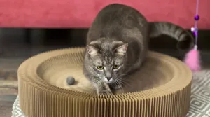 Juguetes para gatos: La importancia del juego para los gatos