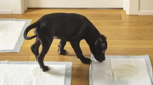 Todo sobre las sabanillas para perros